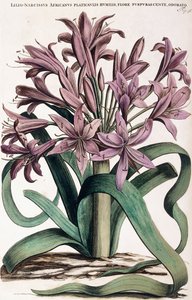 Lillio-Narcissus, 1697-1701 od Dutch School