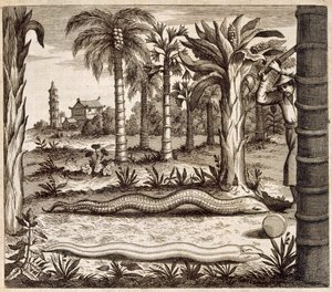 Kamenný had z Číny Ilustrovaný Athanasiem Kircherem (1601-80) 1667 od Dutch School
