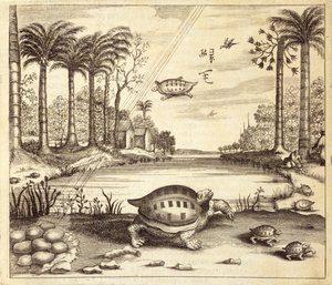 Líhnou se želví vejce, z Číny Ilustroval Athanasius Kircher (1601-80) 1667 od Dutch School