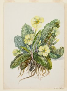 Primula vulgaris Huds Primrose, 20. léta 20. století. od EF Crowley