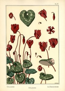 Cyclamen