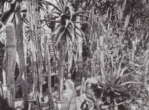 Kew Gardens, asi 1900 (čb fotografie) od E. J. Wallis