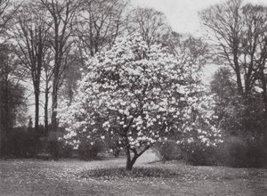 Kew Gardens, asi 1900 (čb fotografie) od E. J. Wallis