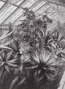 Kew Gardens, asi 1900 (čb fotografie) od E. J. Wallis