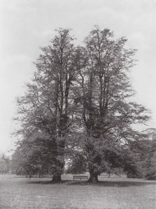 Kew Gardens, asi 1900 (čb fotografie) od E. J. Wallis