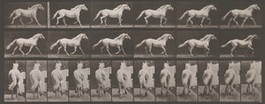 Pohyb zvířat. Elektrofotografické zkoumání po sobě jdoucích fází zvířete ..., 80. léta 19. století. od Eadweard Muybridge