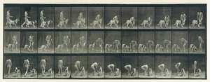 Pohyb zvířat. Elektrofotografické zkoumání po sobě jdoucích fází zvířete ..., 80. léta 19. století. od Eadweard Muybridge