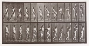 Pohyb zvířat. Elektrofotografické zkoumání po sobě jdoucích fází zvířete ..., 80. léta 19. století. od Eadweard Muybridge