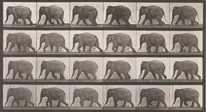 Pohyb zvířat. Elektrofotografické zkoumání po sobě jdoucích fází zvířete ..., 80. léta 19. století. od Eadweard Muybridge