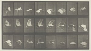 Animal Locomotion, deska 758, 1887. od Eadweard Muybridge