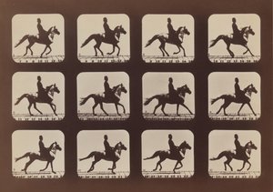 Postoje zvířat v pohybu, 1879, vytištěno 1881. od Eadweard Muybridge