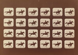 Koně. Běh. Phyrne L. č. 40, 1879. od Eadweard Muybridge