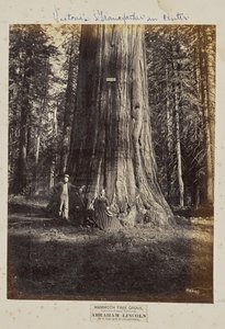 Mamutí háj, Calaveras County, Kalifornie. Abraham Lincoln. 320 stop vysoký, 54 stop v obvodu