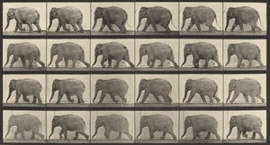 Číslo desky 733. Chůze slonů, 1887. od Eadweard Muybridge