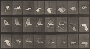 Číslo desky 758. Létání kakadu, 1887. od Eadweard Muybridge