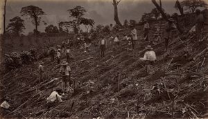 Vytyčení kávové plantáže na Antigua de Guatemala, 1875, publikováno 1877. od Eadweard Muybridge