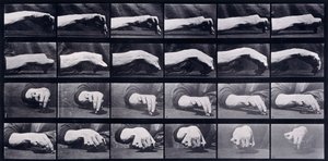 Pohybová studie ruky, c.1872-1885 od Eadweard Muybridge