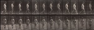 Animal Locomotion, talíř 467 od Eadweard Muybridge