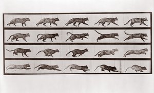 Kočičí klus a cval, Talíř 717 od Animal Locomotion, 1887 od Eadweard Muybridge