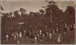 Sklizeň kávy, Las Nubes, Guatemala od Eadweard Muybridge