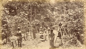 Sklizeň kávy v San Isidro - nadmořská výška 1000 stop, Guatemala od Eadweard Muybridge