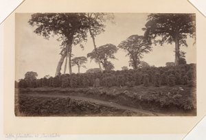 Kávová plantáž v Las Nubes, Guatemala od Eadweard Muybridge