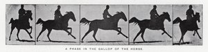 Eadweard Muybridge: Fáze ve cvalu koně (černobílá fotografie) od Eadweard Muybridge
