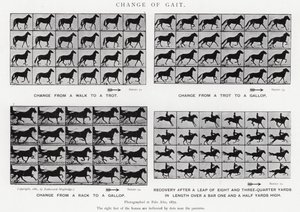 Eadweard Muybridge: Změna chůze (č/b foto) od Eadweard Muybridge