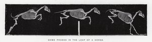 Eadweard Muybridge: Některé fáze ve skoku koně (černobílá fotografie) od Eadweard Muybridge