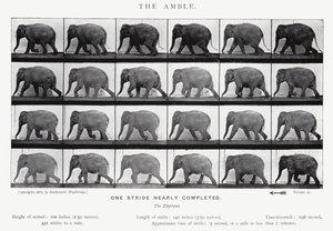 Eadweard Muybridge: The Amble (černobílá fotografie) od Eadweard Muybridge