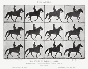 Eadweard Muybridge: The Amble (černobílá fotografie) od Eadweard Muybridge
