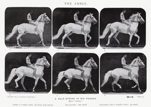 Eadweard Muybridge: The Amble od Eadweard Muybridge