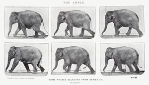 Eadweard Muybridge: The Amble od Eadweard Muybridge