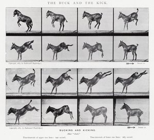 Eadweard Muybridge: The Buck and the Kick (černobílá fotografie)