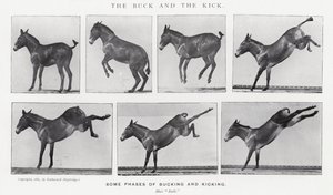 Eadweard Muybridge: The Buck and the Kick (černobílá fotografie) od Eadweard Muybridge