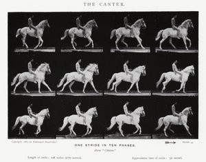 Eadweard Muybridge: The Canter (černobílá fotografie) od Eadweard Muybridge