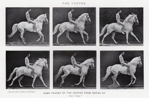Eadweard Muybridge: The Canter (černobílá fotografie) od Eadweard Muybridge