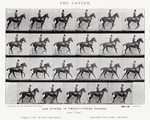 Eadweard Muybridge: The Canter od Eadweard Muybridge