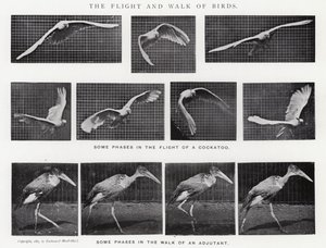 Eadweard Muybridge: The Flight and Walk of Birds (černobílá fotografie)