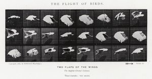 Eadweard Muybridge: The Flight of Birds (č/b foto) od Eadweard Muybridge