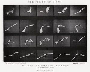 Eadweard Muybridge: The Flight of Birds (č/b foto) od Eadweard Muybridge