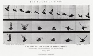 Eadweard Muybridge: The Flight of Birds (č/b foto) od Eadweard Muybridge