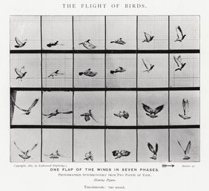 Eadweard Muybridge: The Flight of Birds (č/b foto) od Eadweard Muybridge