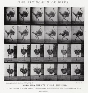 Eadweard Muybridge: The Flying-Run of Birds (č/b foto) od Eadweard Muybridge