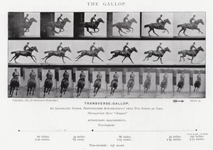 Eadweard Muybridge: The Gallop (černobílá fotografie) od Eadweard Muybridge