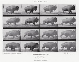 Eadweard Muybridge: The Gallop (černobílá fotografie) od Eadweard Muybridge