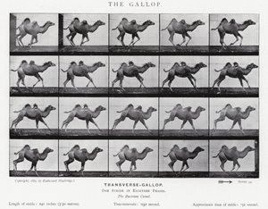 Eadweard Muybridge: The Gallop (černobílá fotografie) od Eadweard Muybridge