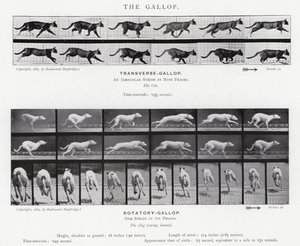 Eadweard Muybridge: The Gallop (černobílá fotografie) od Eadweard Muybridge