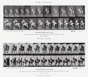 Eadweard Muybridge: The Gallop (černobílá fotografie) od Eadweard Muybridge