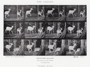 Eadweard Muybridge: The Gallop (černobílá fotografie) od Eadweard Muybridge